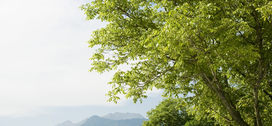 Scrubber löser dammproblem